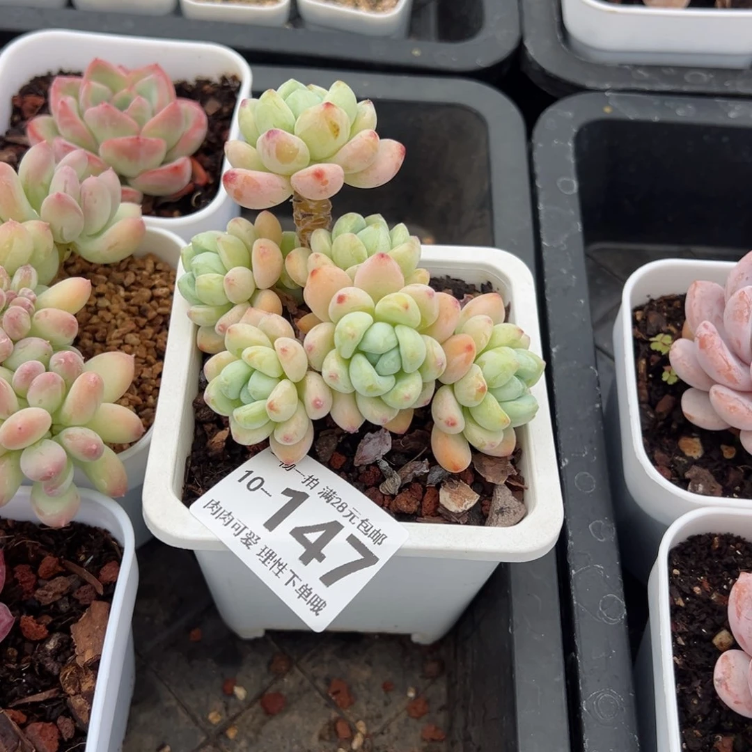 樱花罗绮多肉多肉多肉多肉多肉