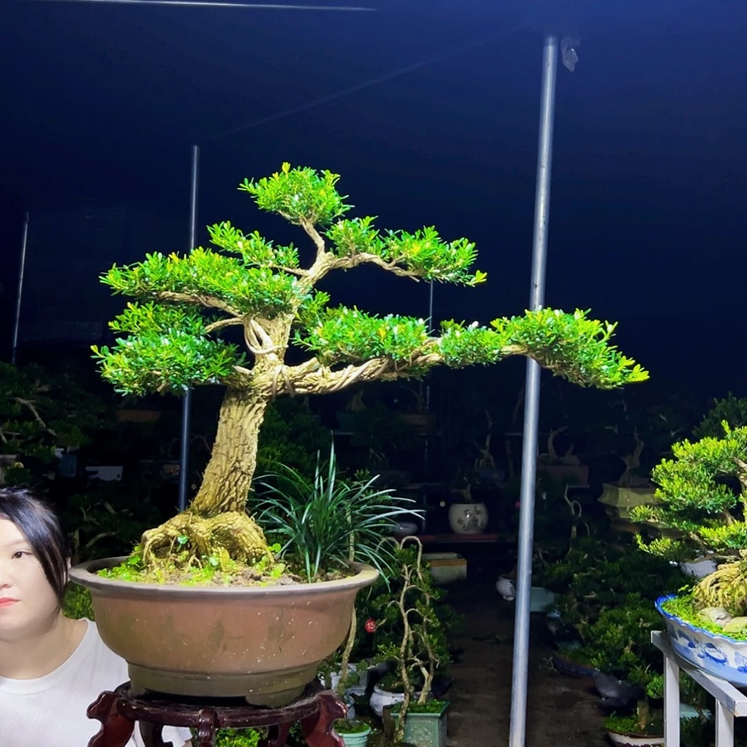唐***拉无花朵黄杨木