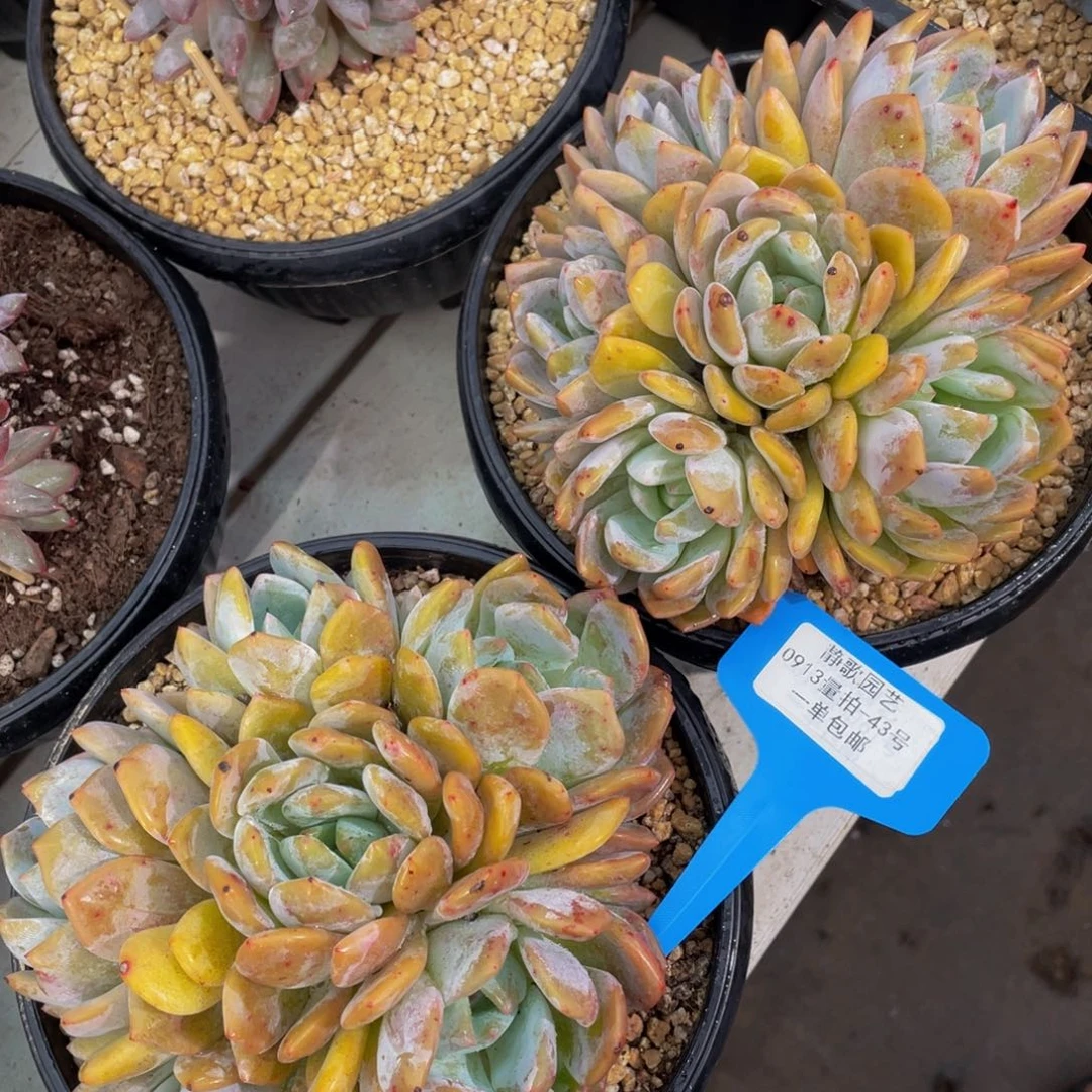 0913-43-黄皮梦露捧花群一颗量拍