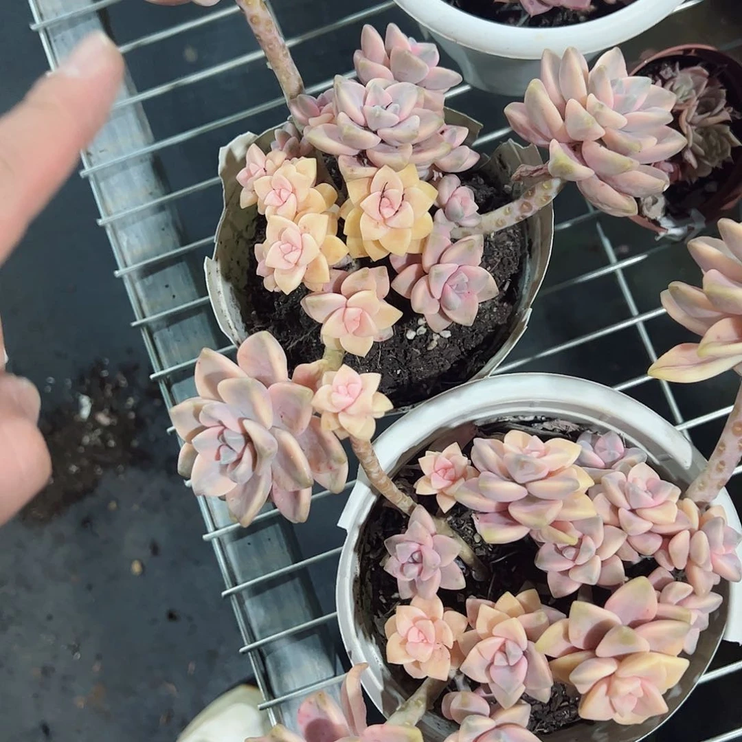 美杏锦二盆精控老桩