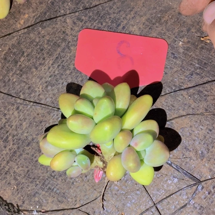 鸢***尾这么多小东西怎么这么