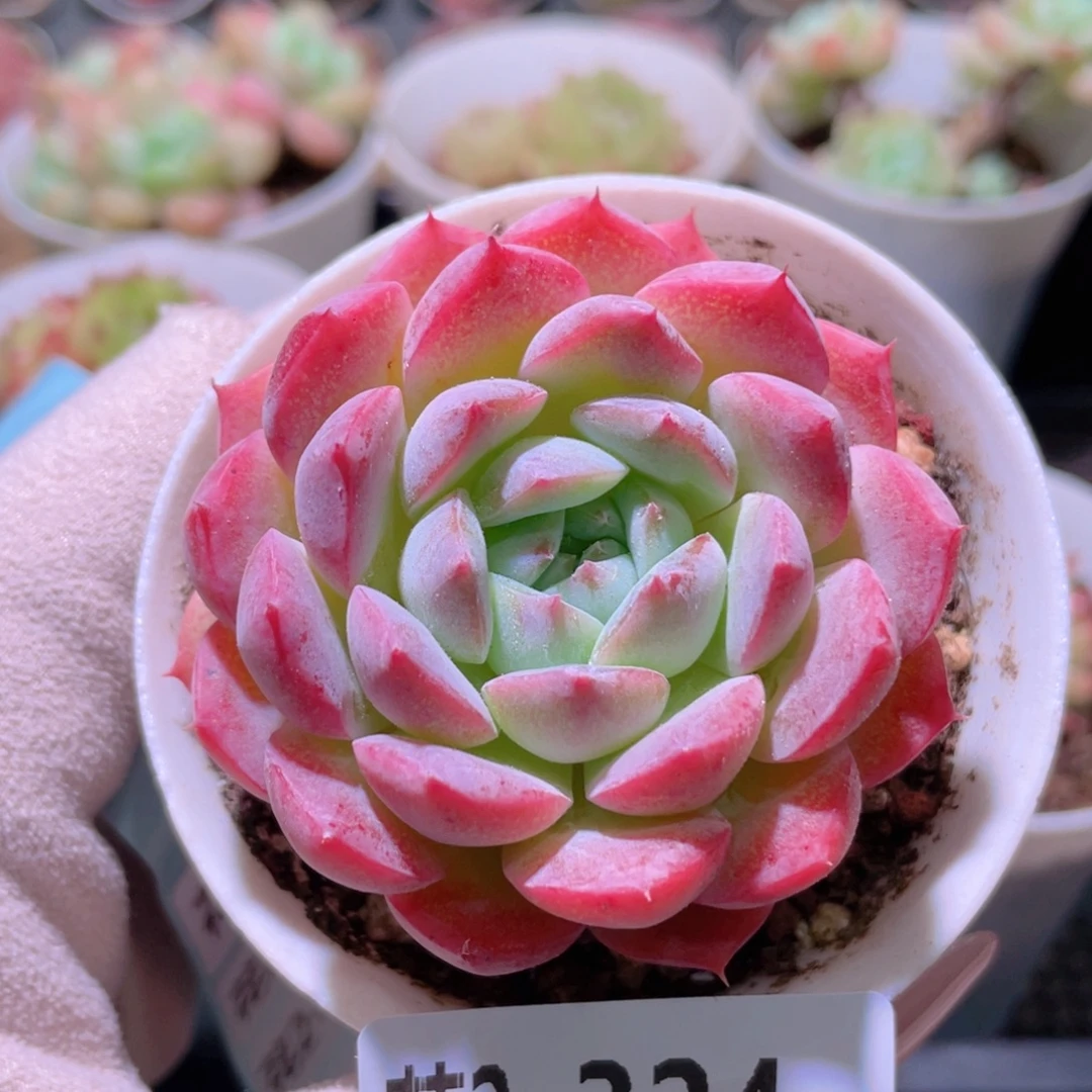 花利美2-324新品单头