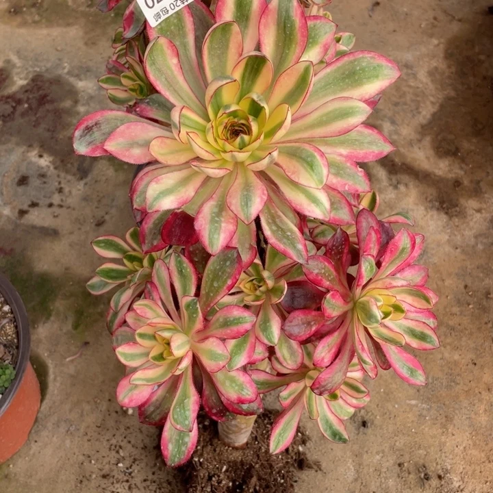 870烈焰11344678多肉