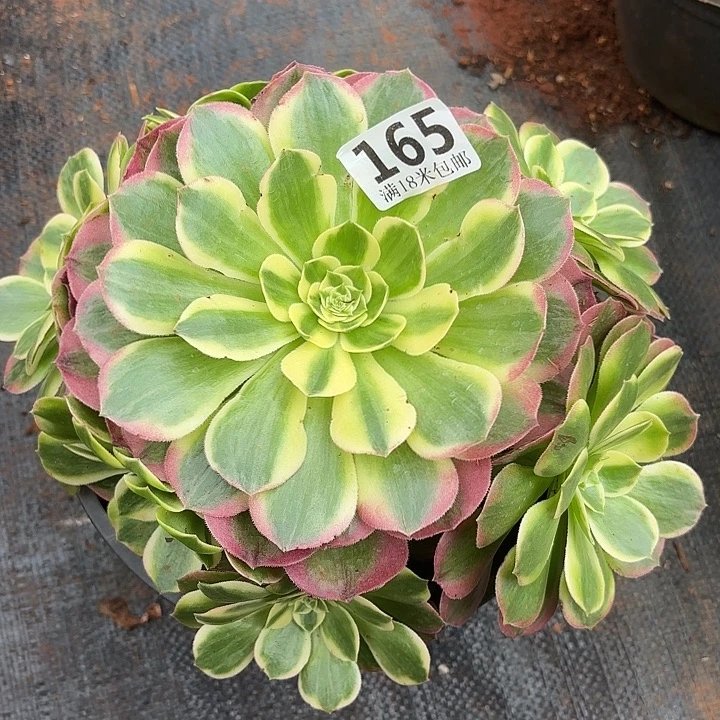 165玉姿诺米多肉法师锦不包侧枝断枝