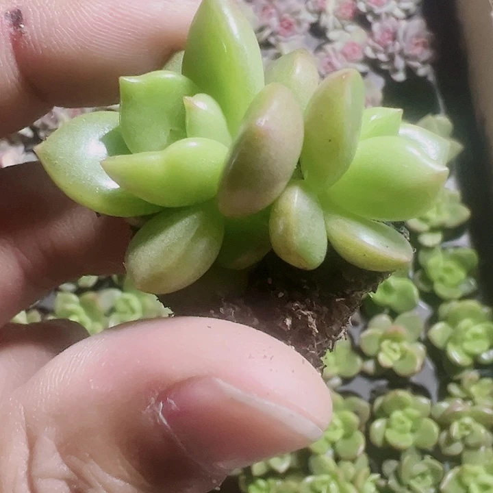 苹果花精品多肉植物