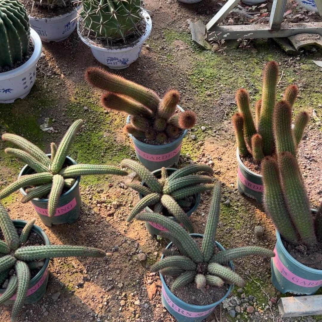 金妞系列瑕疵随机一颗。