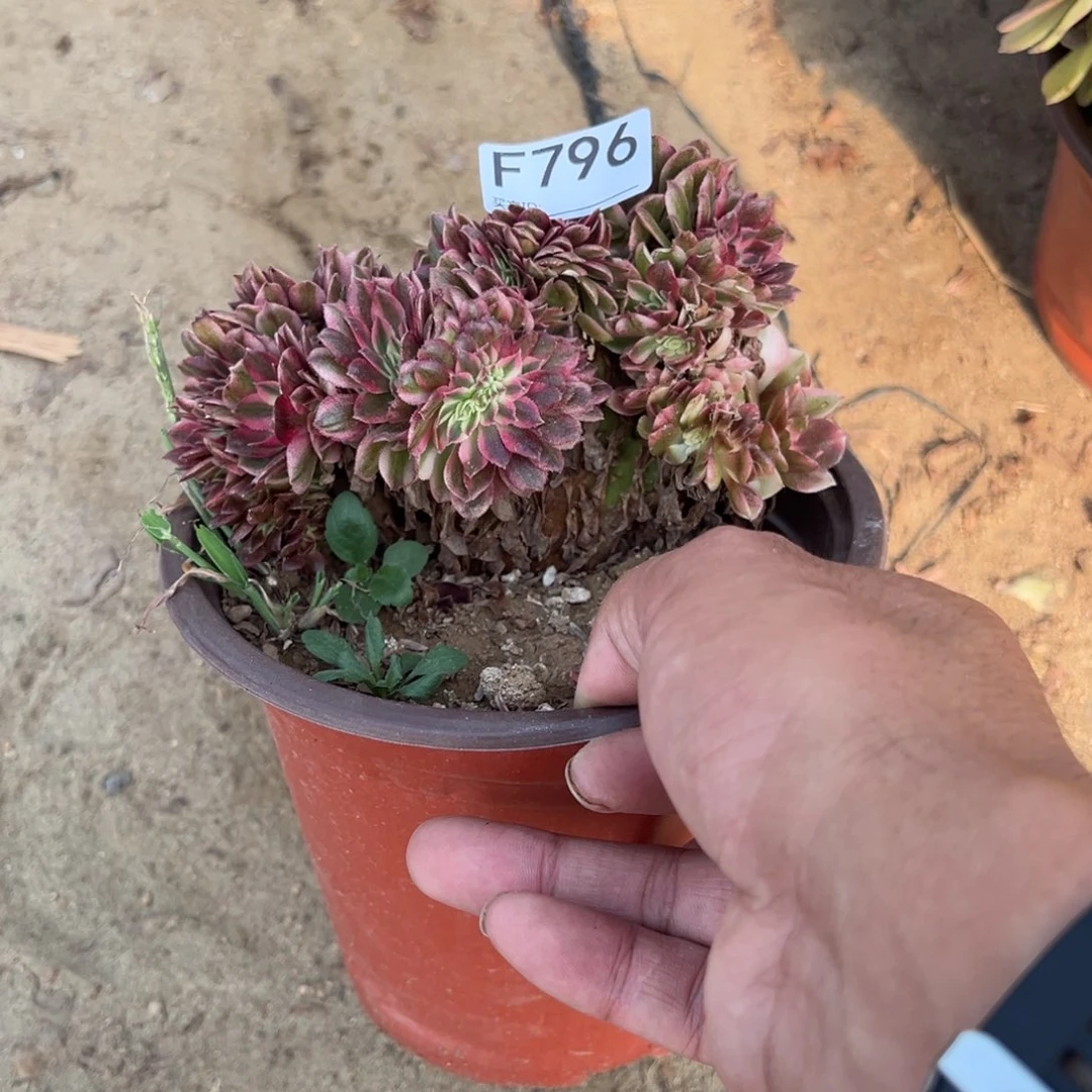 796荔枝缀化多肉植物法师多肉