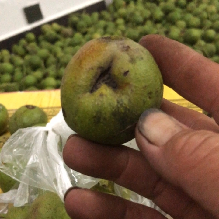 鲜****u文玩核桃火单只异形