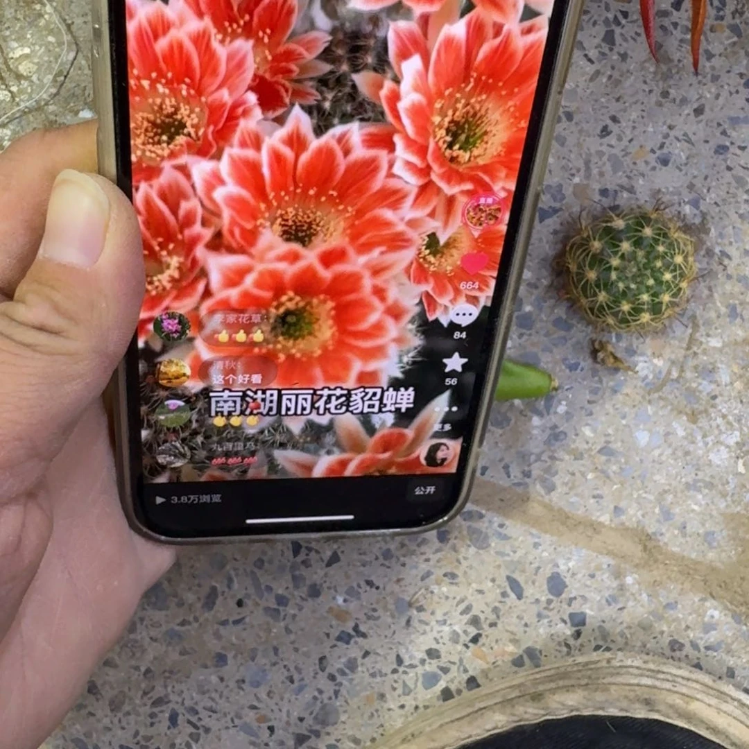 448丽花貂蝉歪无根侧牙2到3公分左右，20包邮