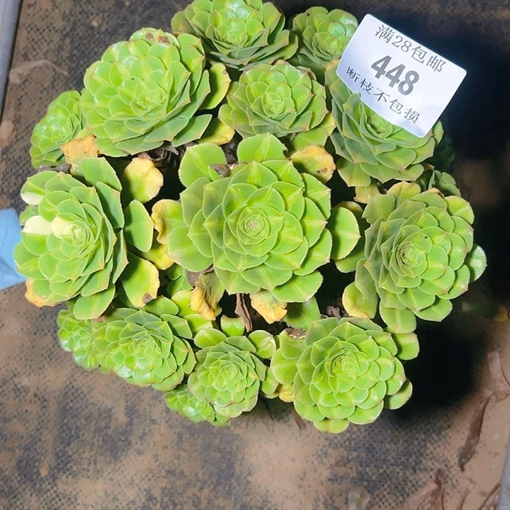 448翡翠琉璃多肉植物