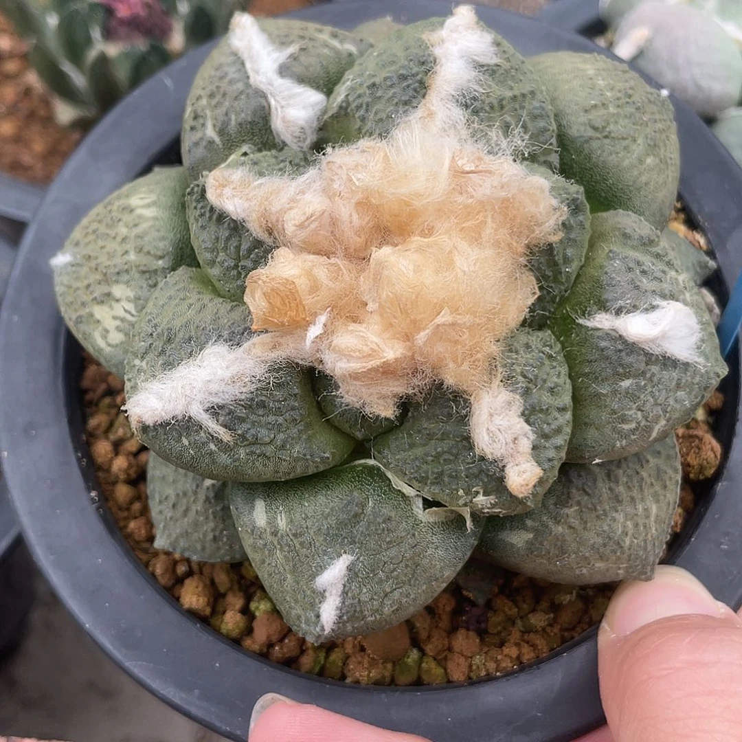 实生连山9.2公分福利