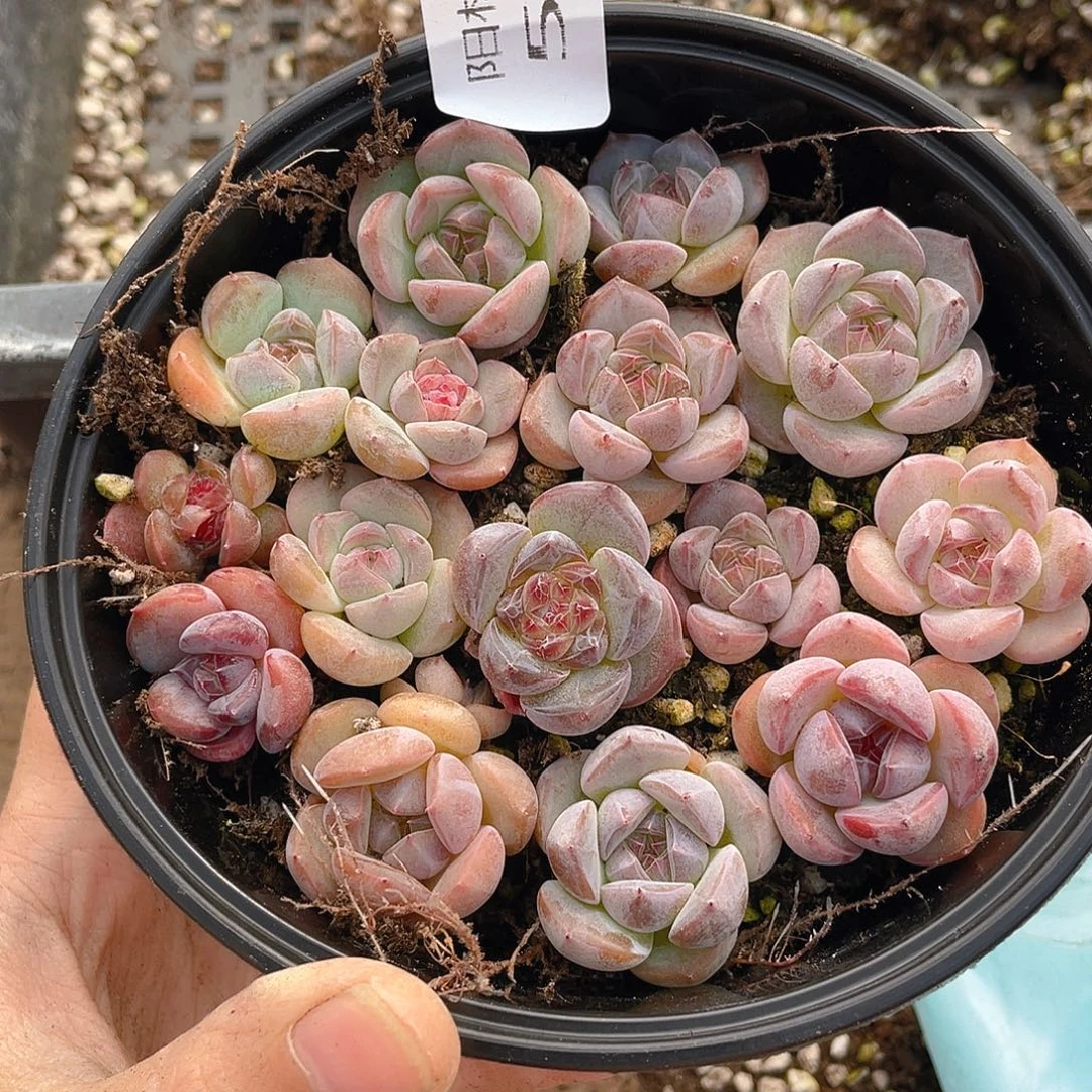 多肉植物多肉植物580