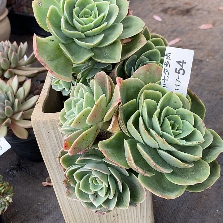 小七夕多肉星纳塔54微瑕