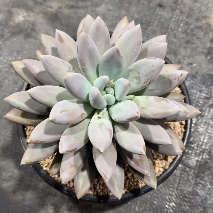 多肉植物哥特萝莉