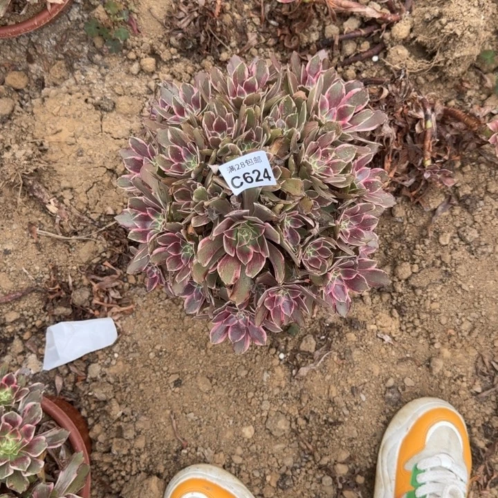 624 多肉植物不包断枝