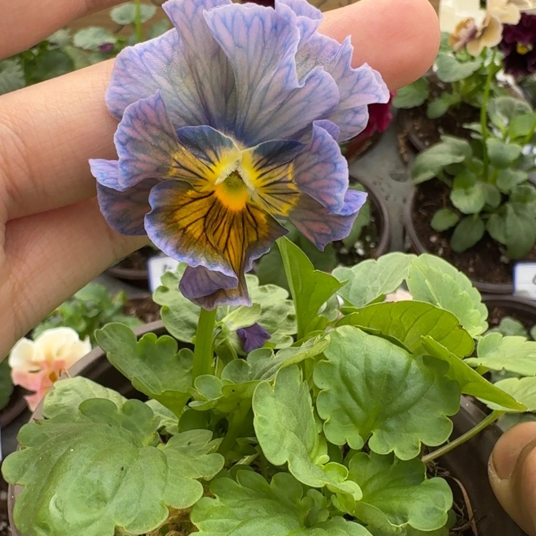 大部分花苞少量开放734