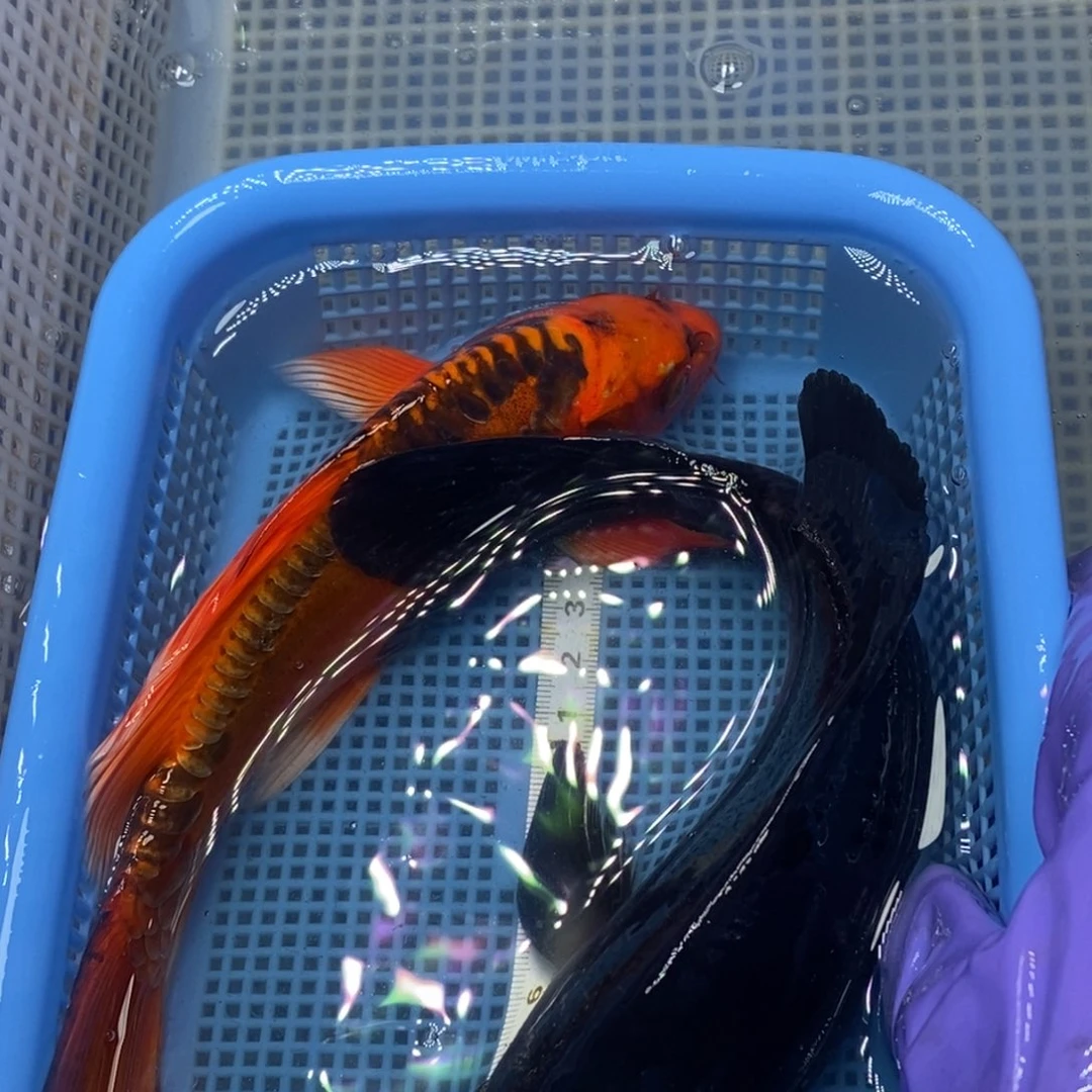 锦鲤冷水锦鲤包邮