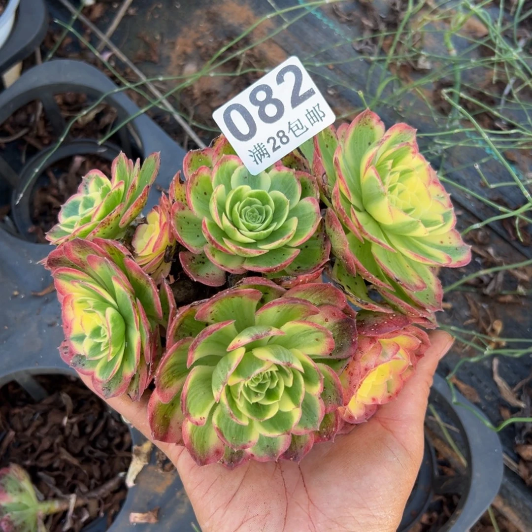 多肉植物082无售后