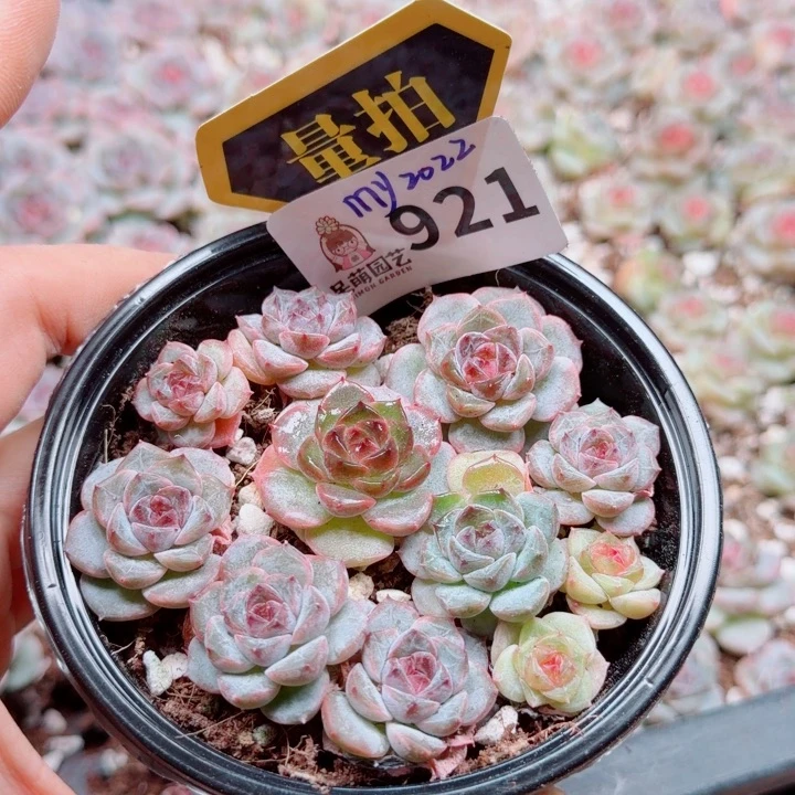 多肉植物多肉植物