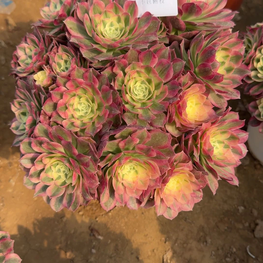 红*果112号玉滋清棚不包损