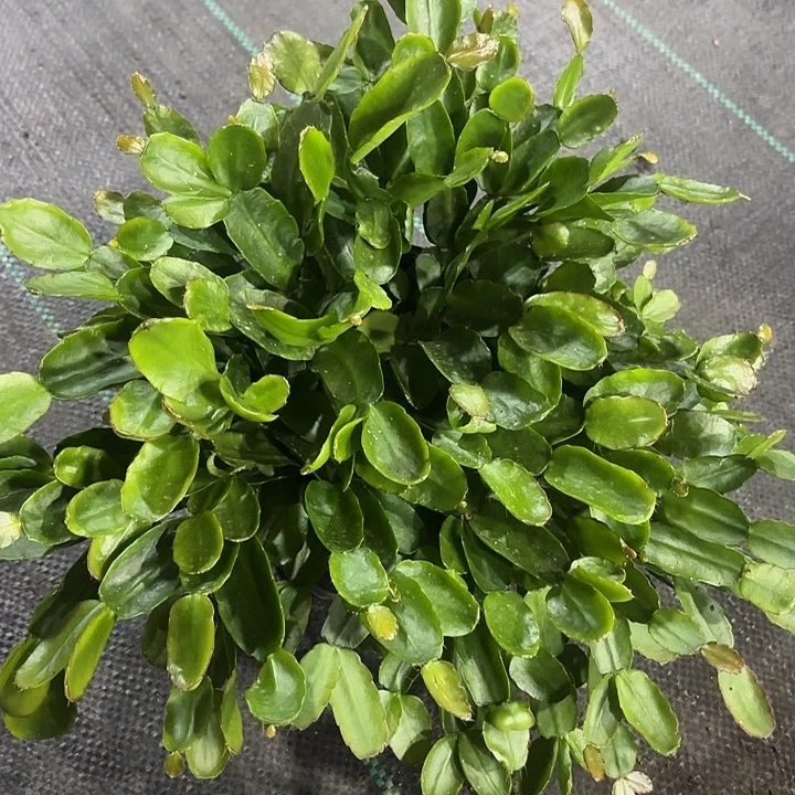 雪***康当前无花栽培后可以开花