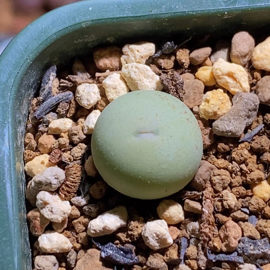 韩版sh433v嘴韩版sh433v嘴