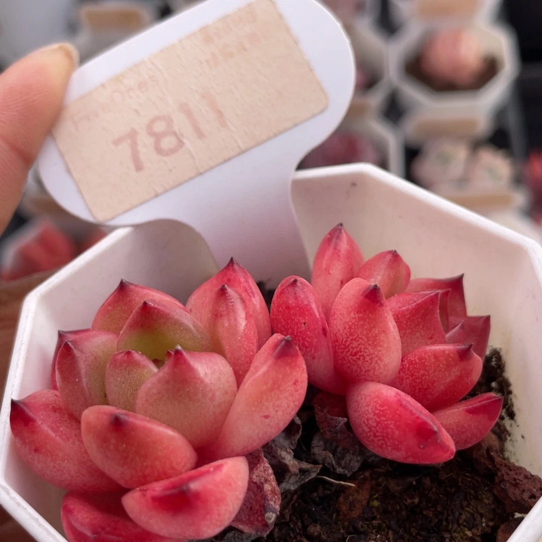 多肉Tm7811-6.0厘米