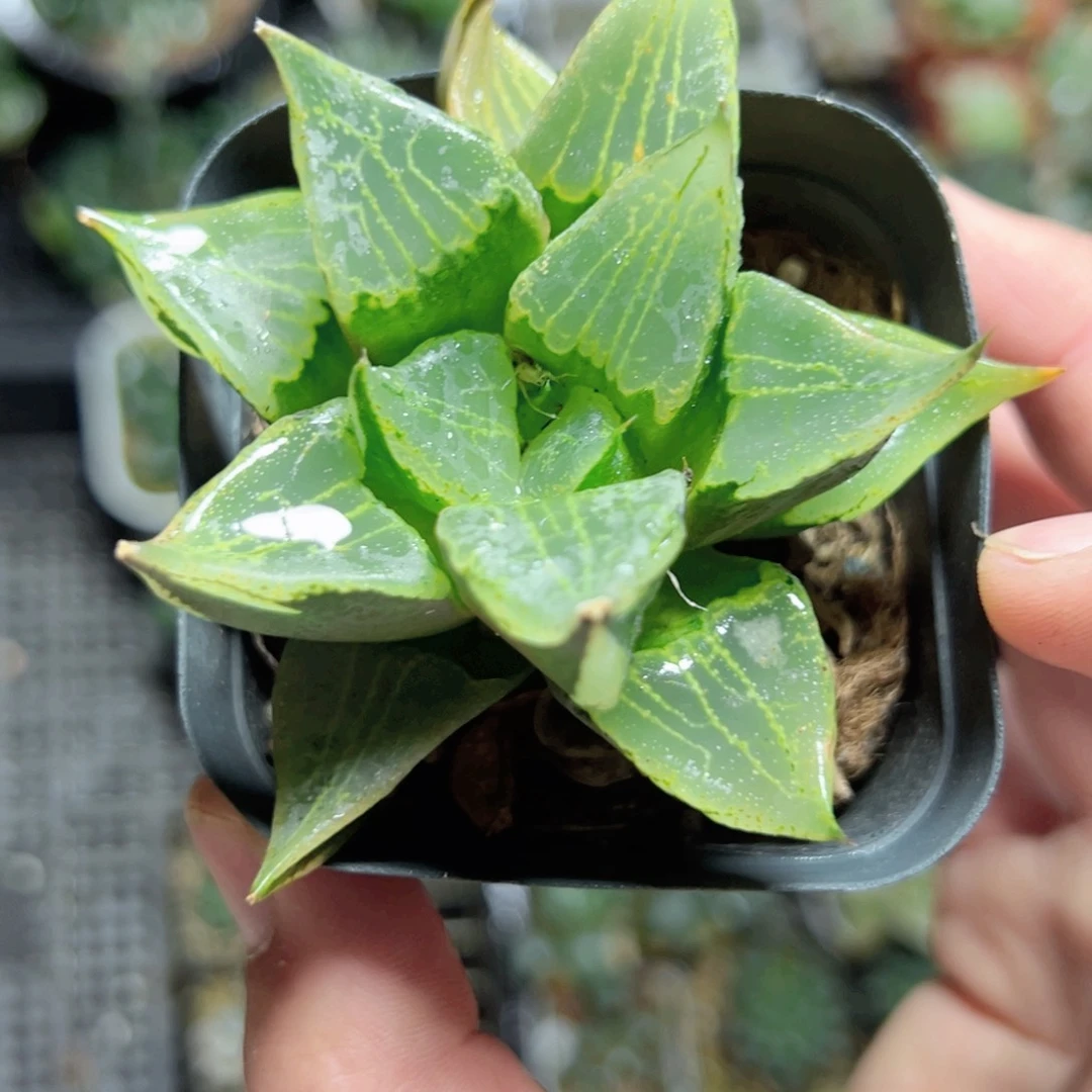 半*1809多肉植物，