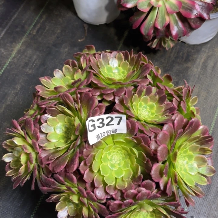 瑞妈多肉园艺327