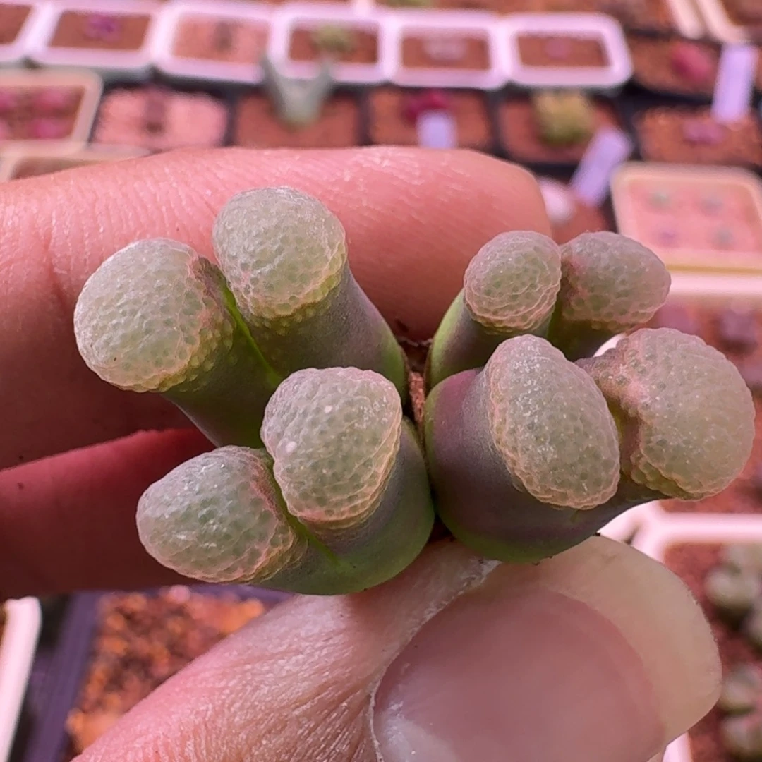 是***呀云缦精品番杏9.6