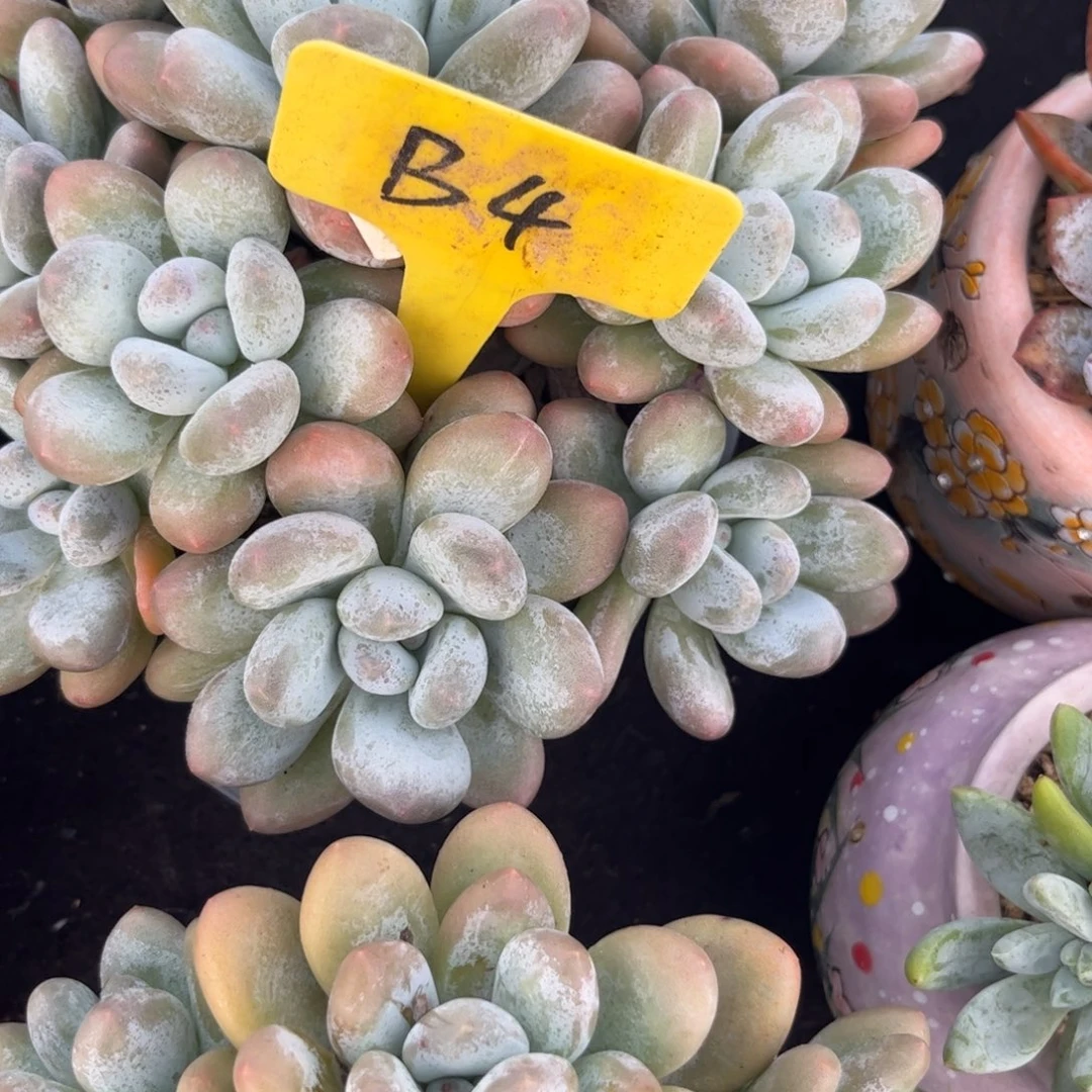 涓***涓多肉植物保护研究所所长一