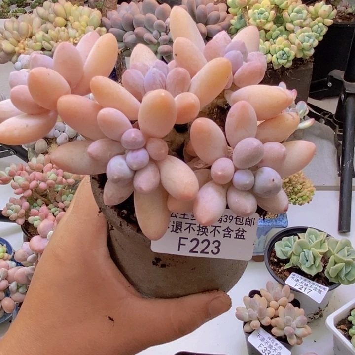 香水手指奶老桩10cm223多肉植物