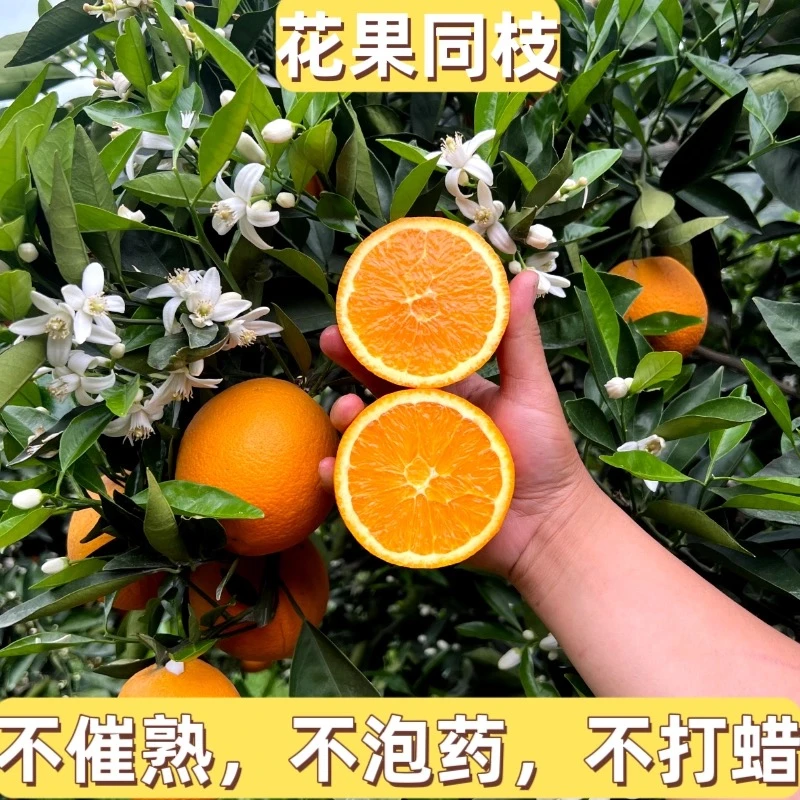 宜昌秭归脐橙伦晚9斤新鲜采摘现场采现发爆汁水分充足