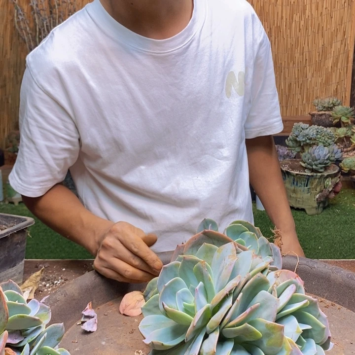 畅***彤356号白凤多肉植物