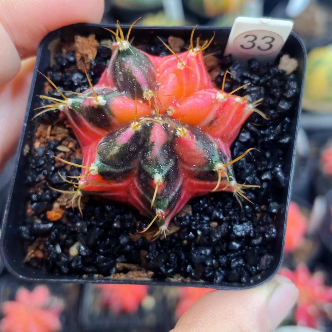 多**肉盆5公分满25包邮裸根发货