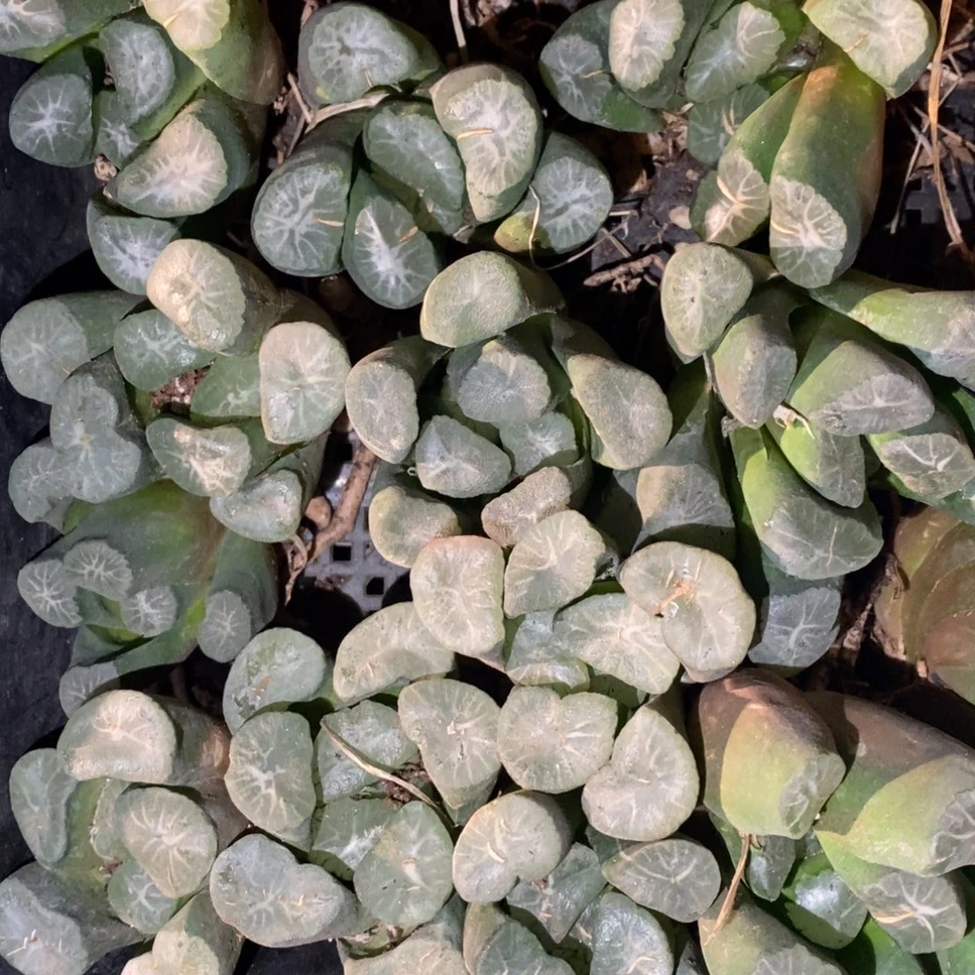 102 一颗实生超大万象