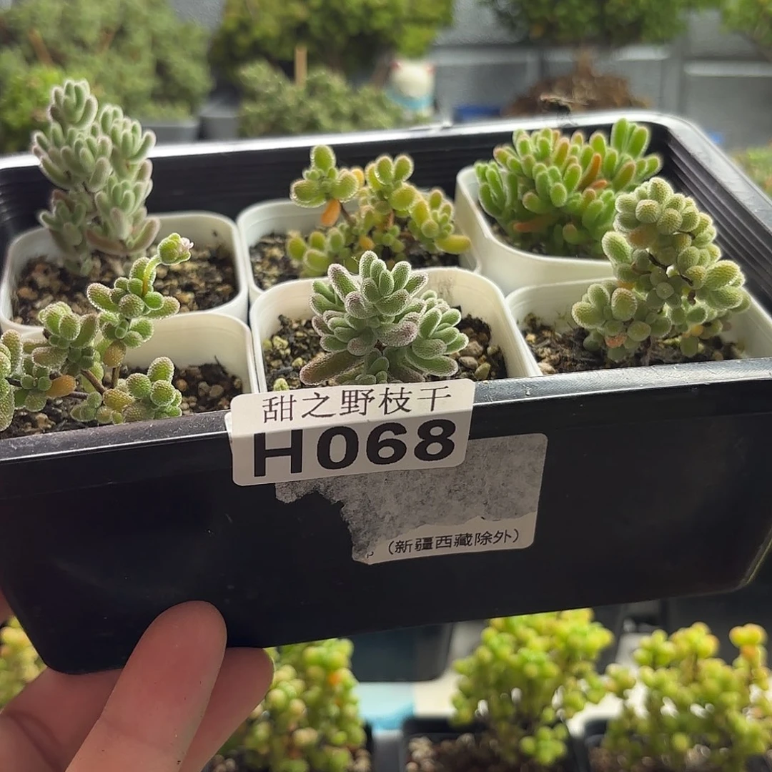 J****盆新手套餐枝干068。