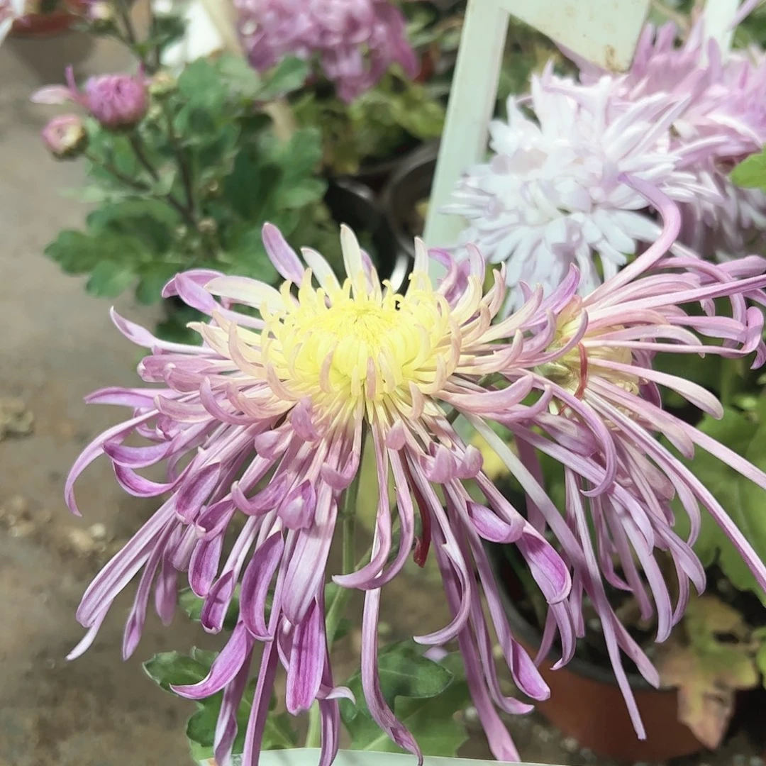 完全开放盘龙宝艺母本不售后