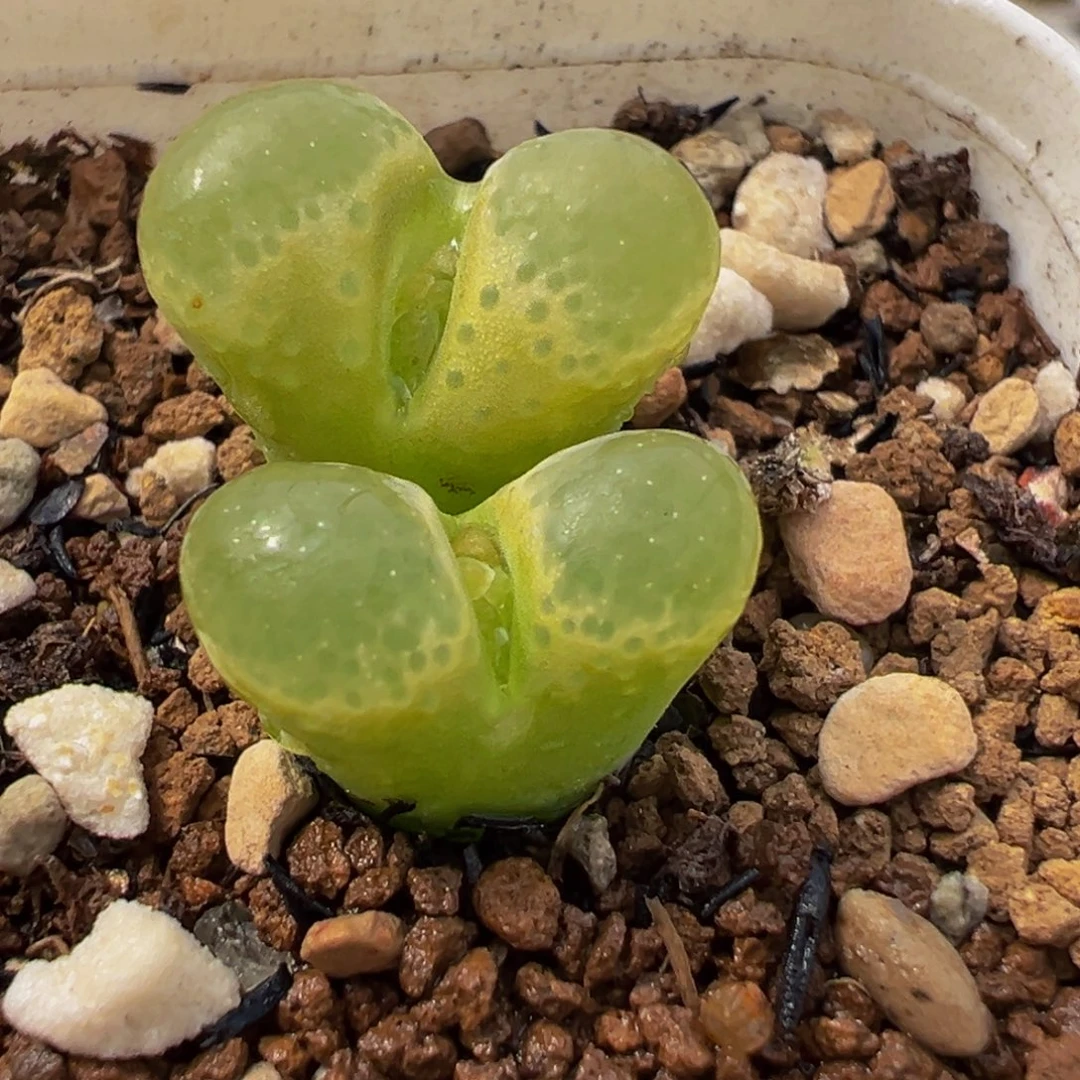 粉芭比多肉植物盆栽
