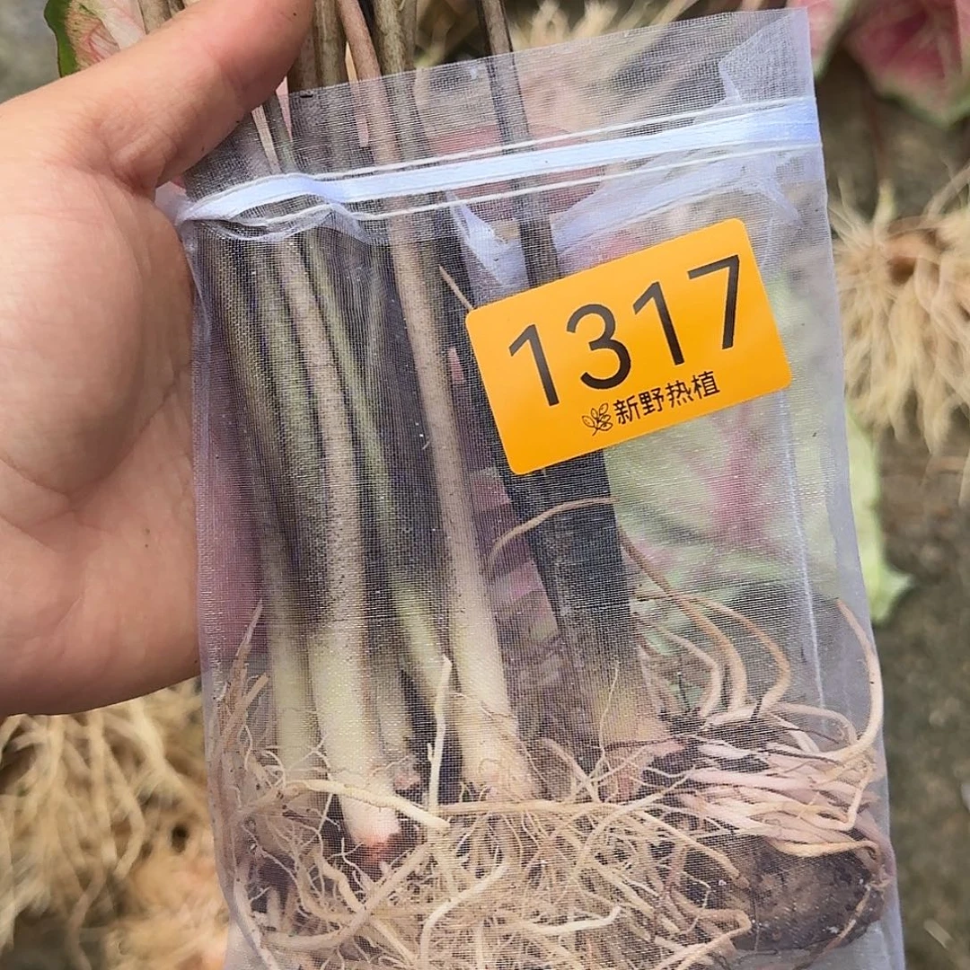 完全开放1317粉雪后，粉红宝石裸球不售后