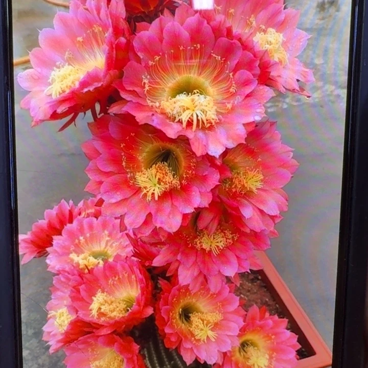 290毛飞碟歪4公分左右无根侧牙，20包邮