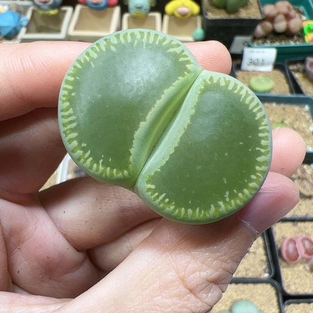 【闪购商品】326 大绿光阳