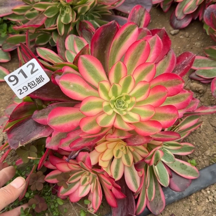 凤冠……多肉植物……