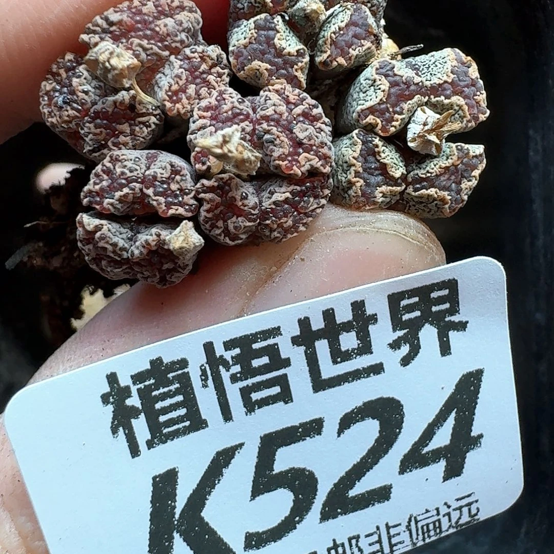 多肉植物的润泽cf