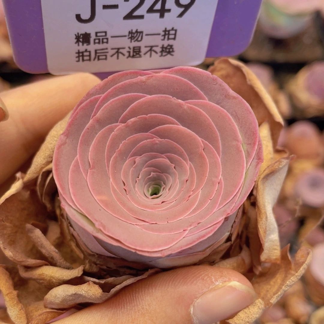 山地玫瑰J249满38包邮裸根发货