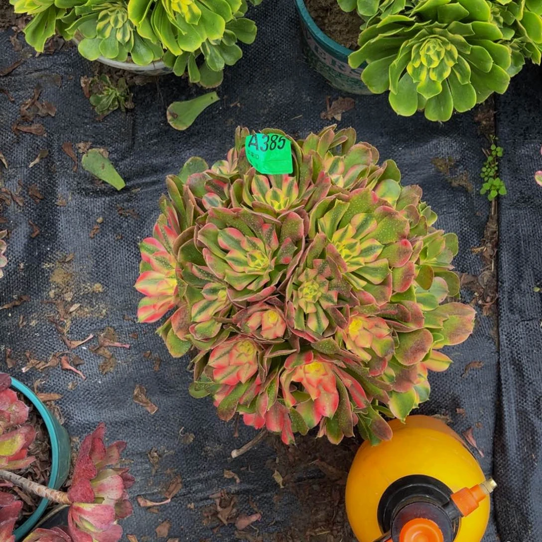 香妃法师朵朵1-22