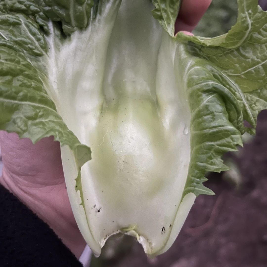 四川广安青菜根青菜皮奶奶菜农家种植现摘现发