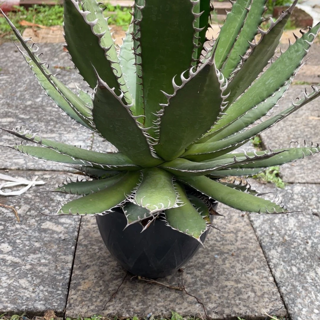 无花朵强密刺霍利达