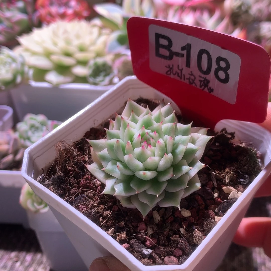 扎尔玫瑰覆轮锦有根