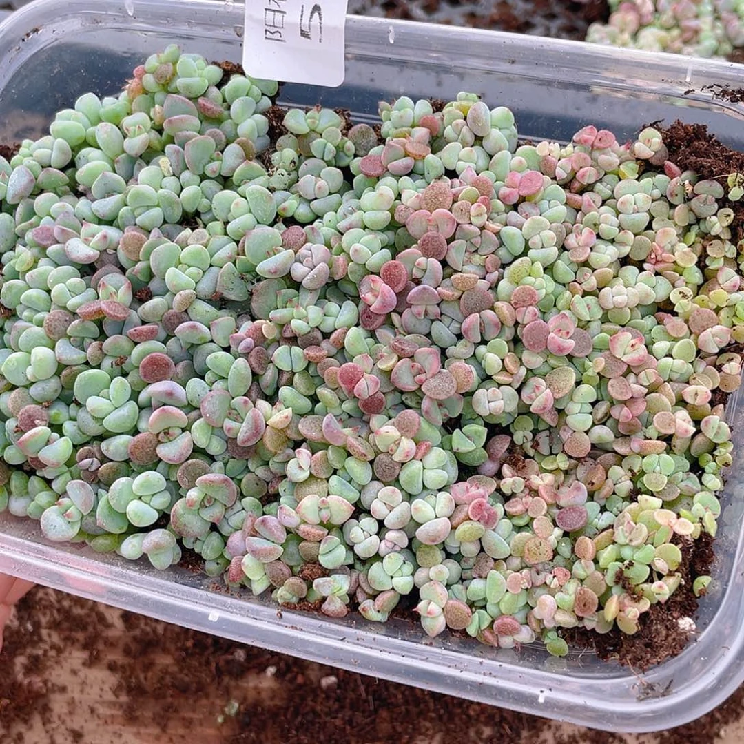 ****哩多肉植物多肉植物565